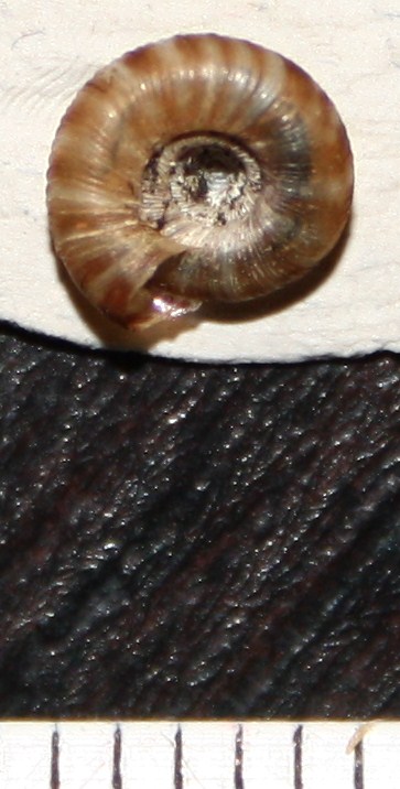 D. rotundatus?